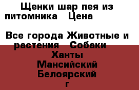 Щенки шар-пея из питомника › Цена ­ 15 000 - Все города Животные и растения » Собаки   . Ханты-Мансийский,Белоярский г.